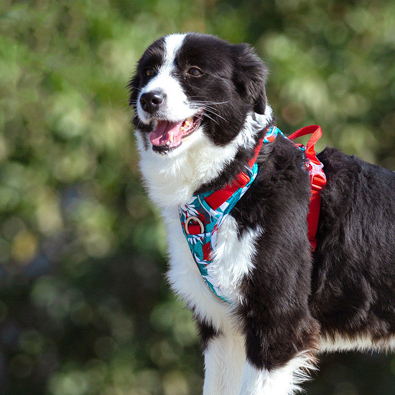 Dog leashes dog chain vest vest straps - FurryFriendMark