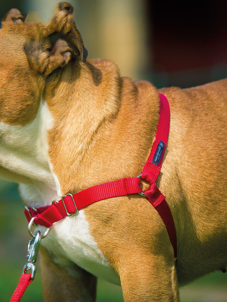 Dog walking collar