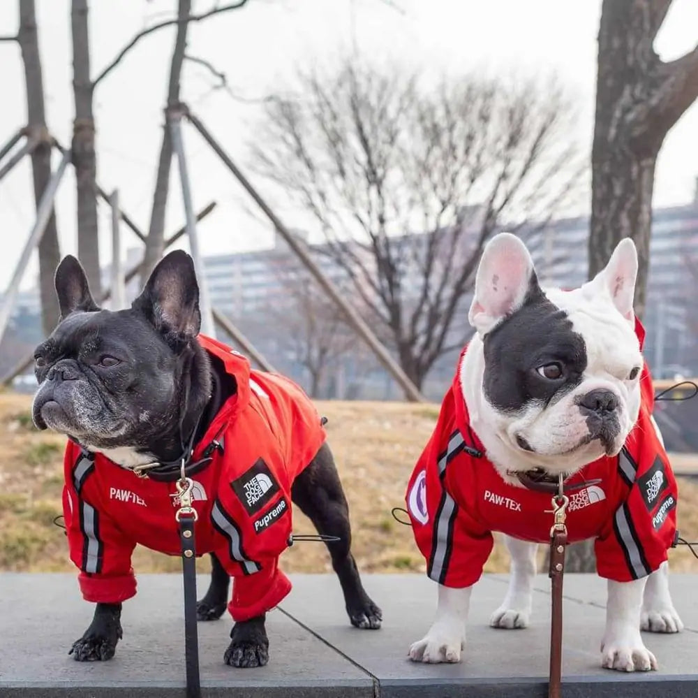 Winter Dog Face Jacket